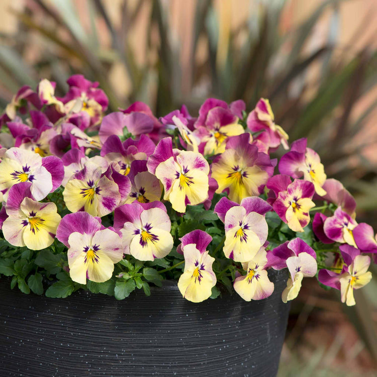 Pansy Plant 'Cool Wave Raspberry Swirl'