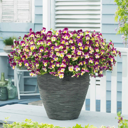 Pansy Plant 'Cool Wave Raspberry Swirl'