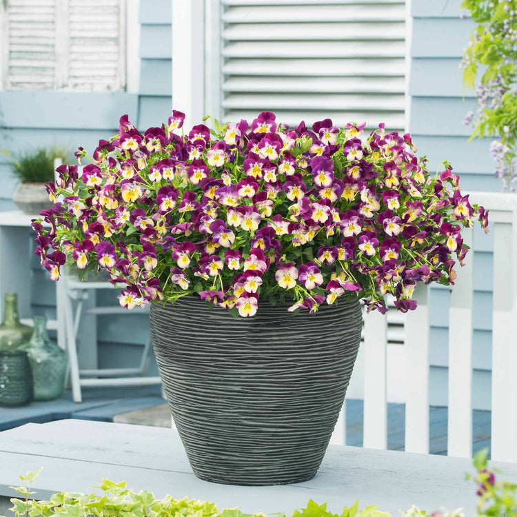 Pansy Plant 'Cool Wave Raspberry Swirl'