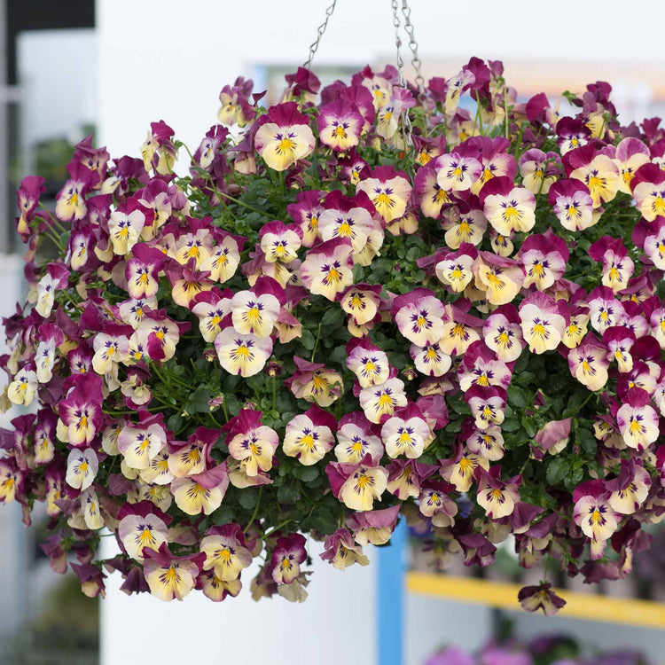 Pansy Plant 'Cool Wave Raspberry Swirl'