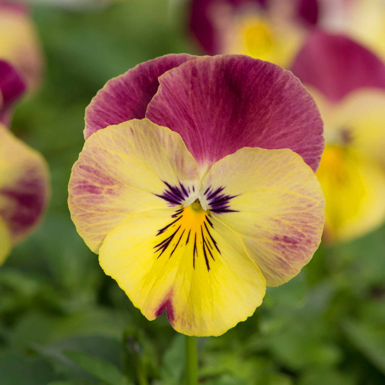 Pansy Plant 'Cool Wave Raspberry Swirl'