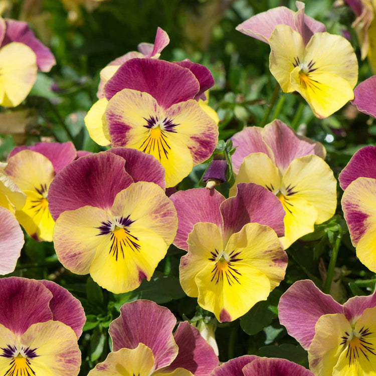 Pansy Plant 'Cool Wave Raspberry Swirl'