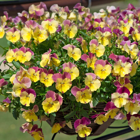 Pansy Plant 'Cool Wave Raspberry Swirl'