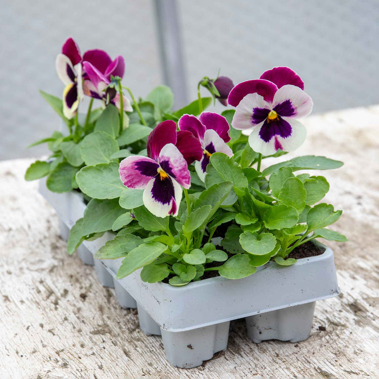 Pansy Plant 'Matrix Cassis'