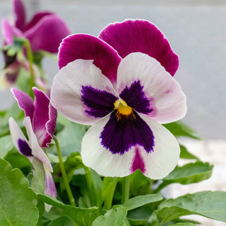 Pansy Plant 'Matrix Cassis'