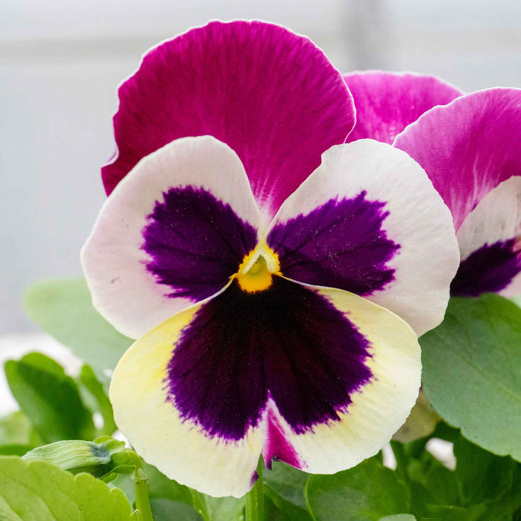 Pansy Plant 'Matrix Cassis'