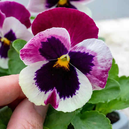 Pansy Plant 'Matrix Cassis'