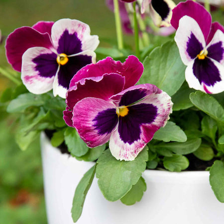 Pansy Plant 'Matrix Cassis'