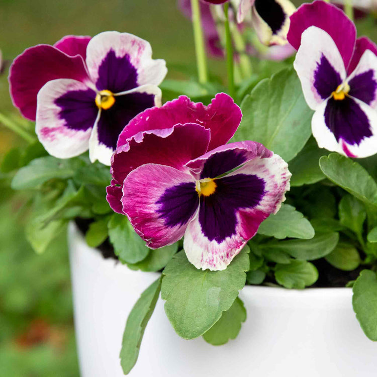 Pansy Plant 'Matrix Cassis'