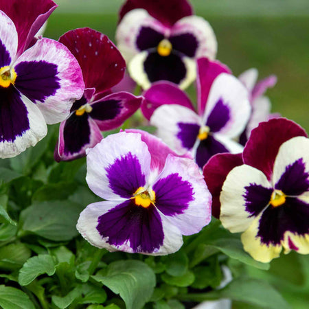 Pansy Plant 'Matrix Cassis'