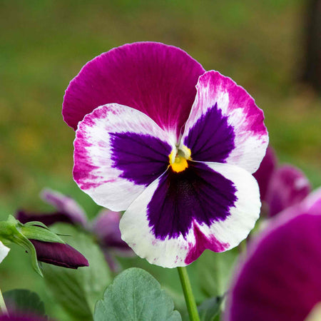 Pansy Plant 'Matrix Cassis'