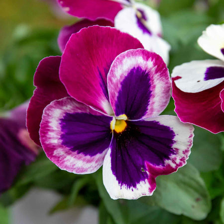 Pansy Plant 'Matrix Cassis'