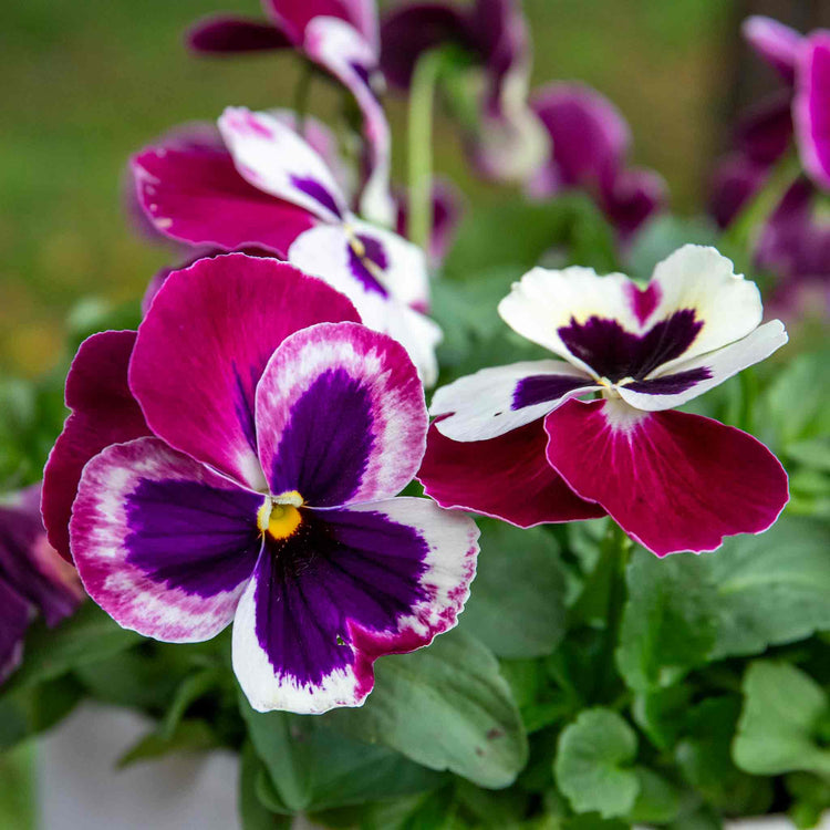 Pansy Plant 'Matrix Cassis'