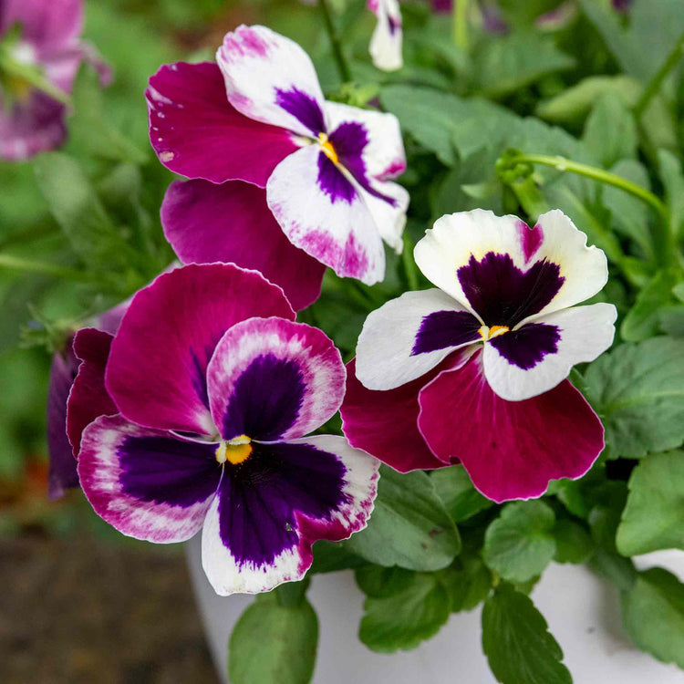 Pansy Plant 'Matrix Cassis'