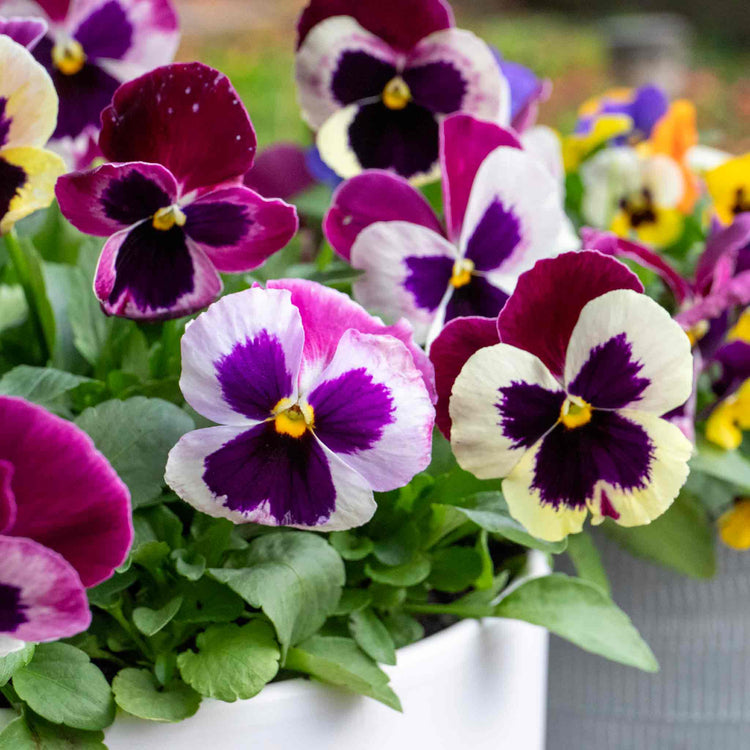 Pansy Plant 'Matrix Cassis'