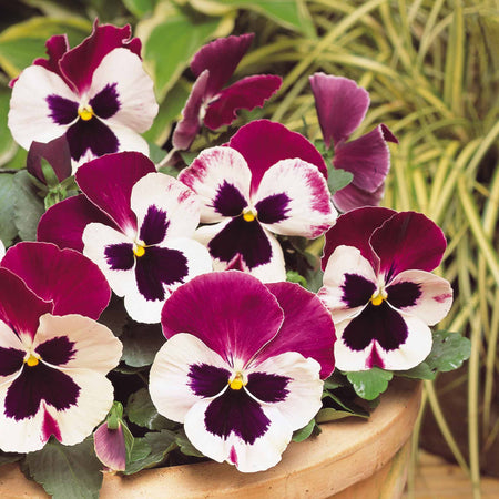 Pansy Plant 'Matrix Cassis'