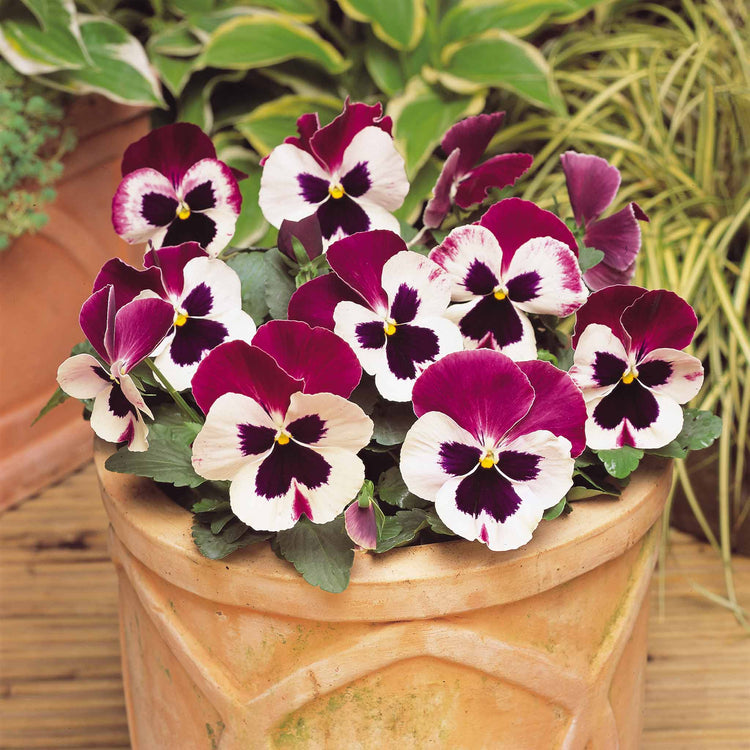 Pansy Plant 'Matrix Cassis'