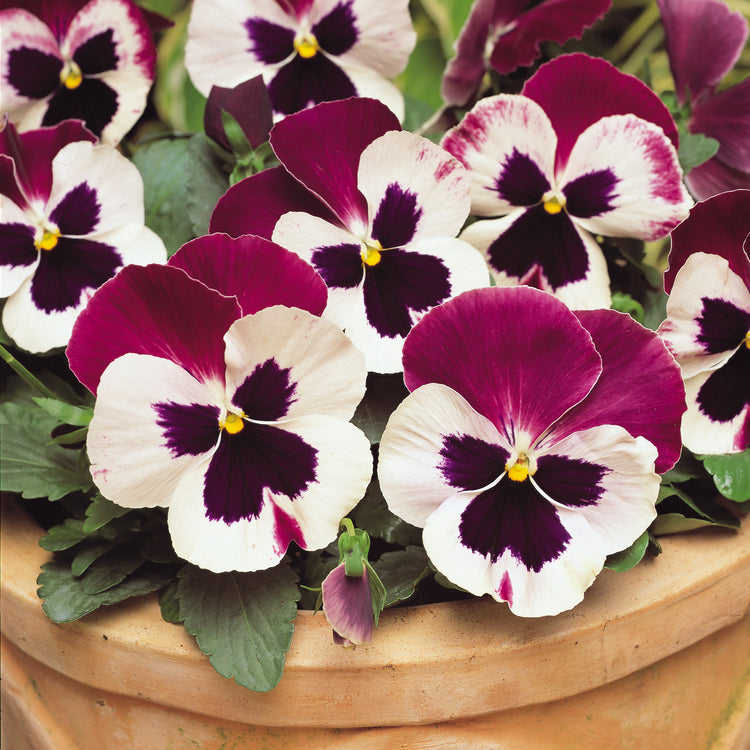 Pansy Plant 'Matrix Cassis'