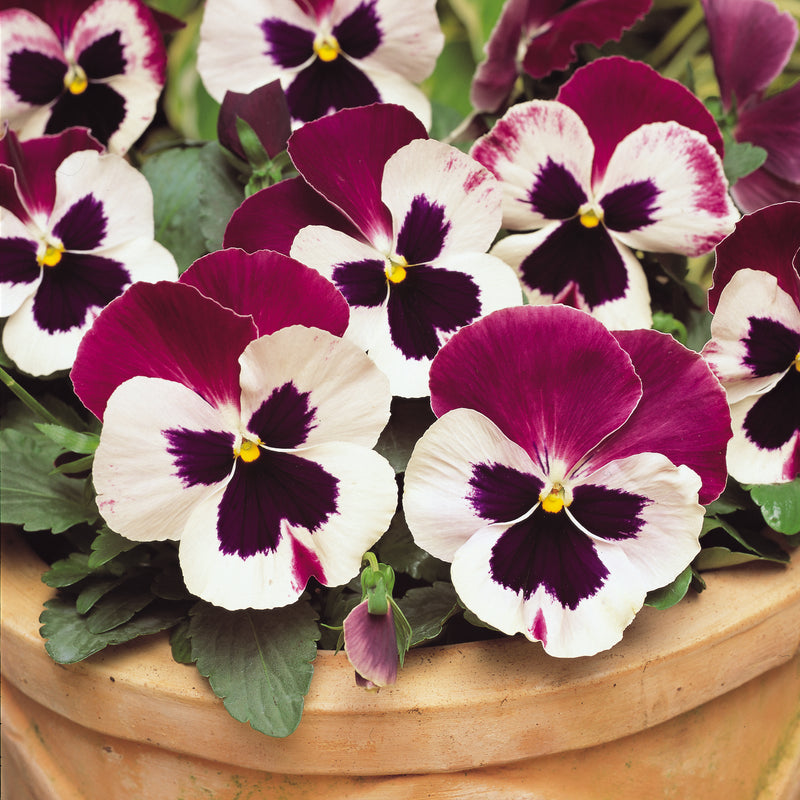 Pansy Plant 'Matrix Cassis'