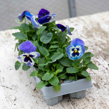 Pansy Plant 'Matrix Marina'