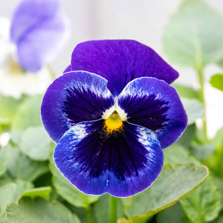 Pansy Plant 'Matrix Marina'