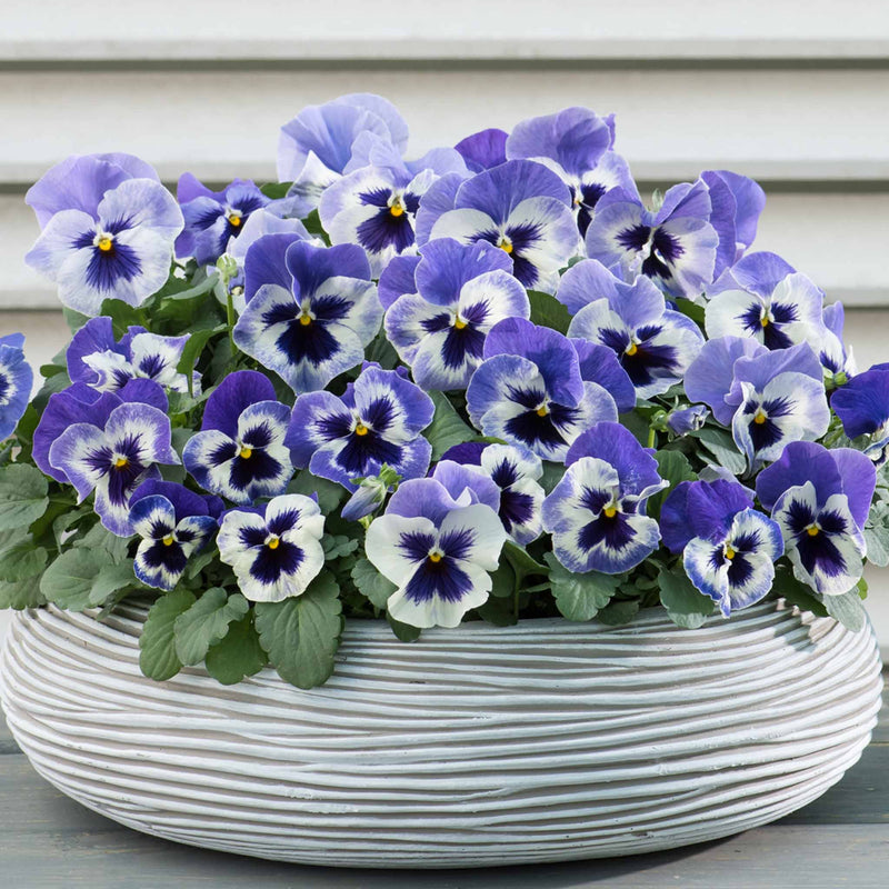 Pansy Plant 'Matrix Marina'