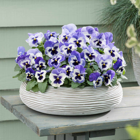 Pansy Plant 'Matrix Marina'