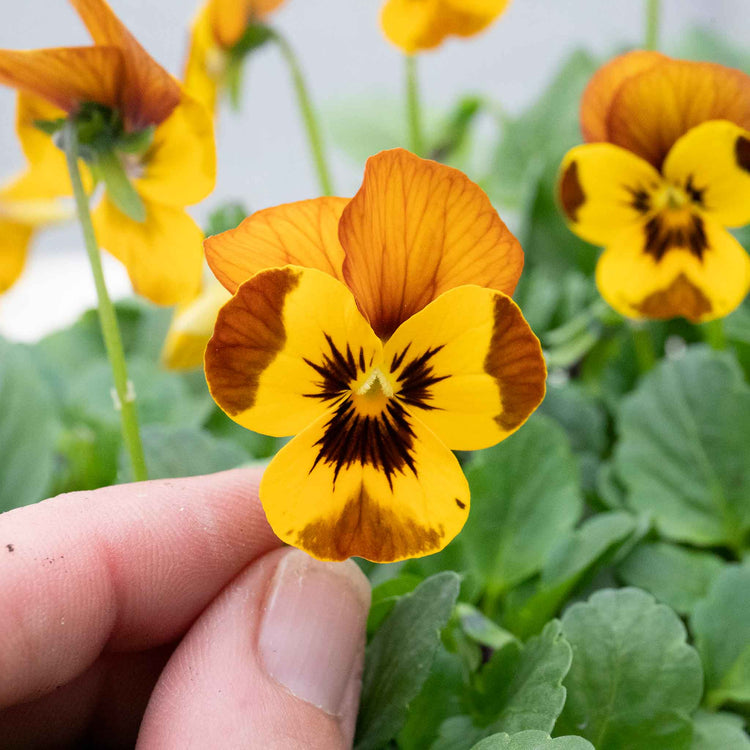 Viola Plant 'Sorbet Honey Bee'