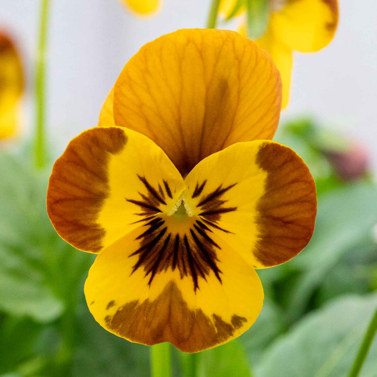 Viola Plant 'Sorbet Honey Bee'