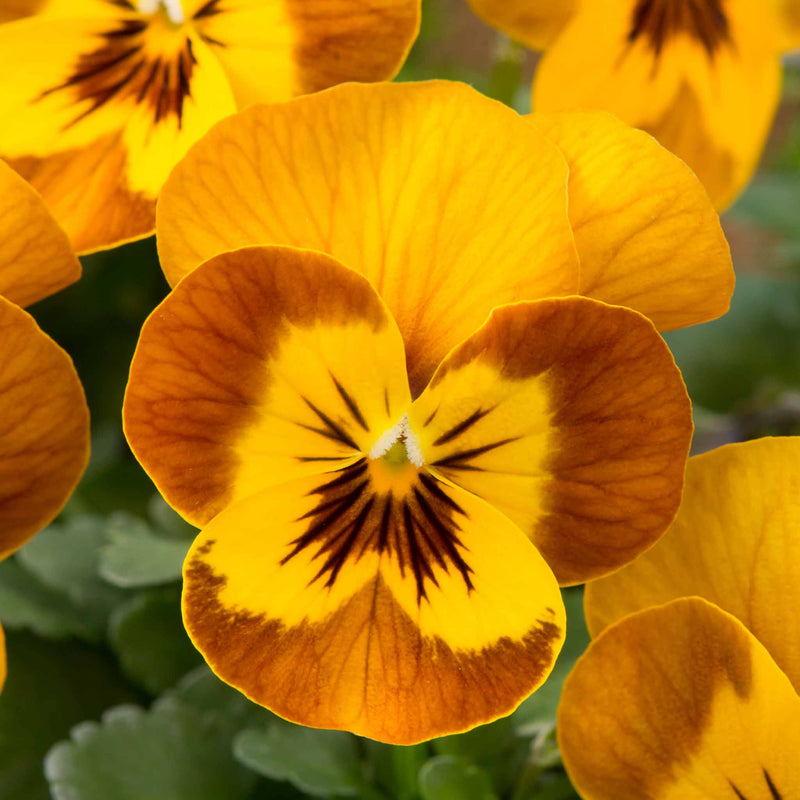 Viola Plant 'Sorbet Honey Bee'