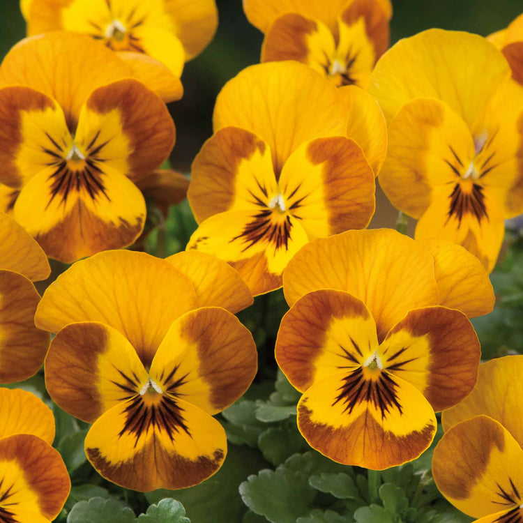 Viola Plant 'Sorbet Honey Bee'