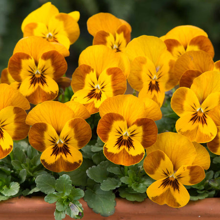 Viola Plant 'Sorbet Honey Bee'