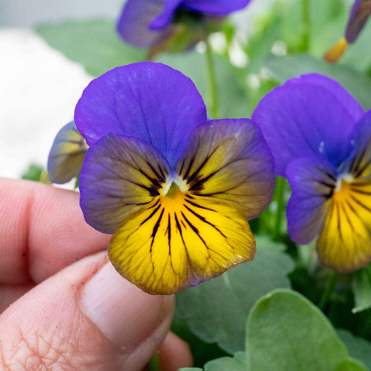 Viola Plant 'Sorbet Morpho'