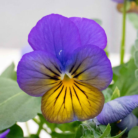 Viola Plant 'Sorbet Morpho'