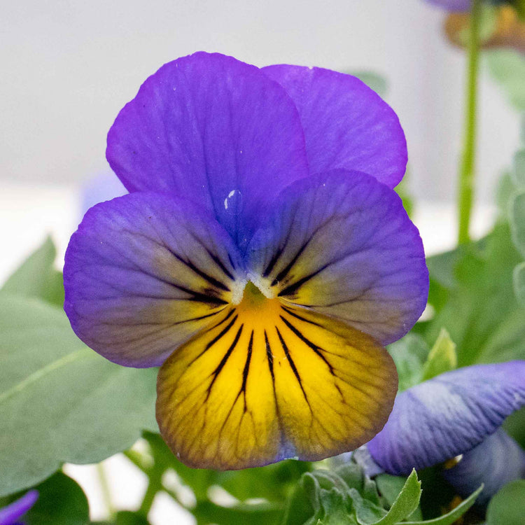 Viola Plant 'Sorbet Morpho'