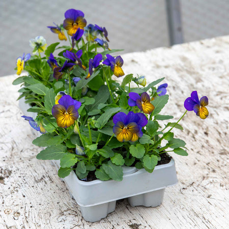 Viola Plant 'Sorbet Morpho'