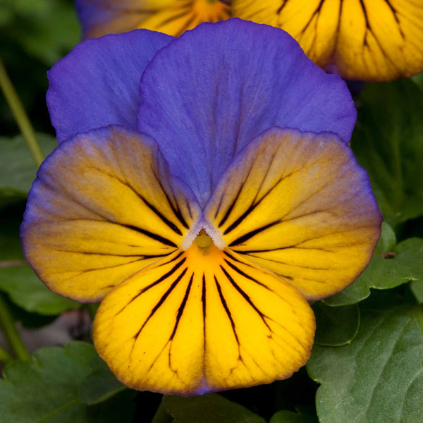 Viola Plant 'Sorbet Morpho'