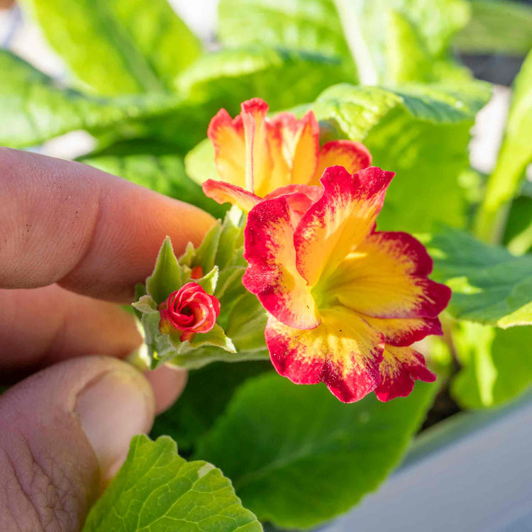 Polyanthus Plant 'Showstopper Fire Dragon'