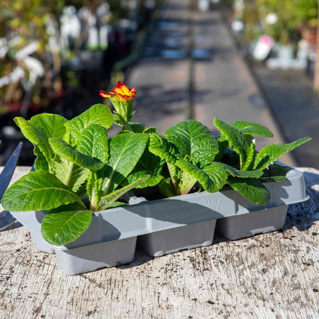 Polyanthus Plant 'Showstopper Fire Dragon'