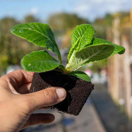 Polyanthus Plant 'Showstopper Fire Dragon'