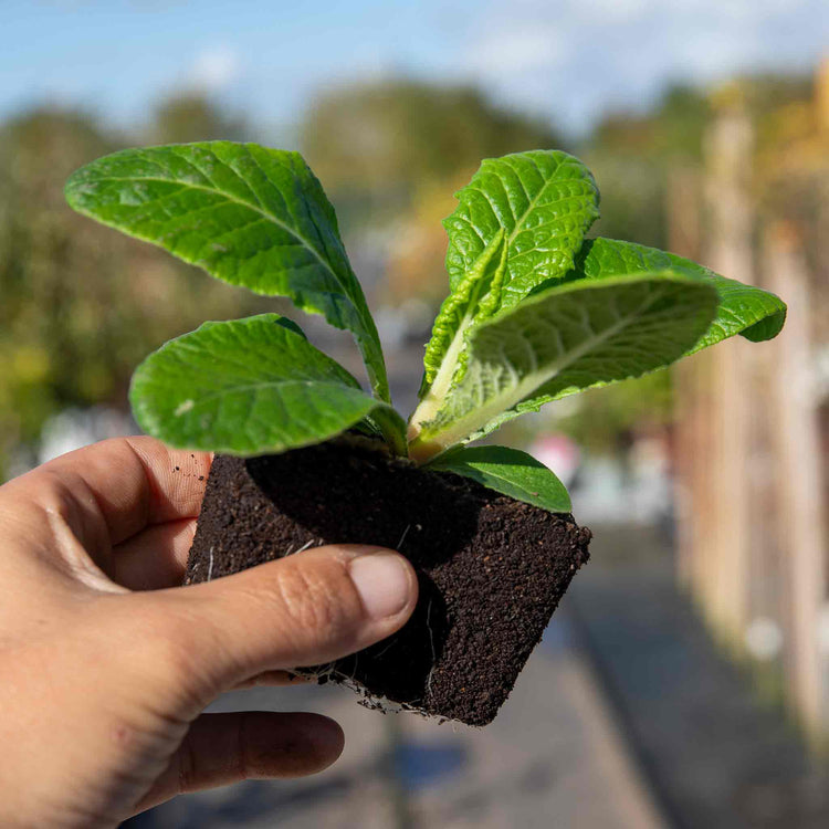 Polyanthus Plant 'Showstopper Fire Dragon'