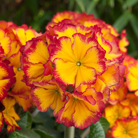 Polyanthus 'Showstopper Fire Dragon'