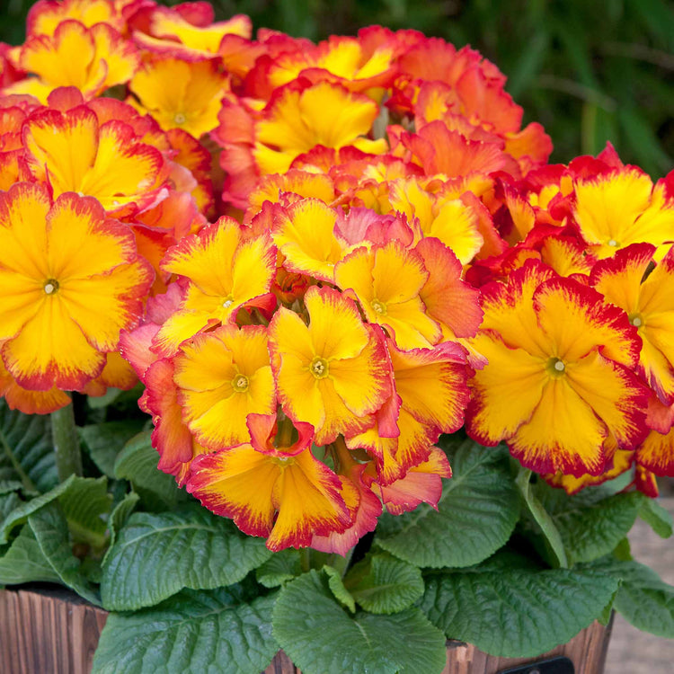 Polyanthus Plant 'Showstopper Fire Dragon'