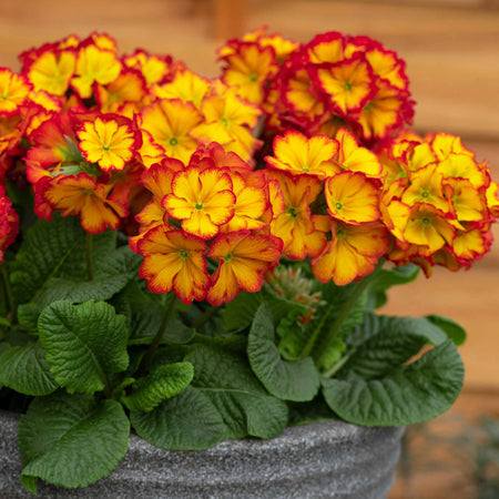 Polyanthus Plant 'Showstopper Fire Dragon'