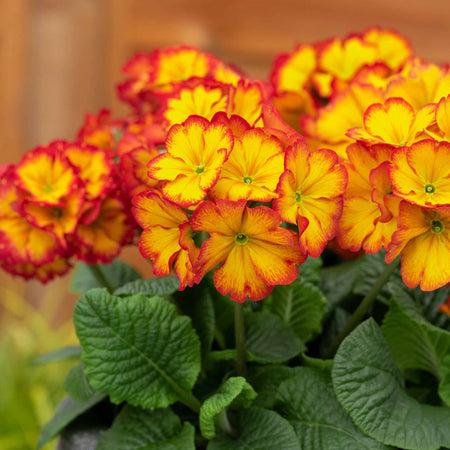 Polyanthus Plant 'Showstopper Fire Dragon'