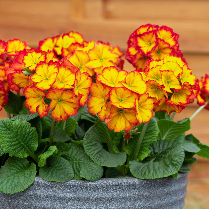 Polyanthus 'Showstopper Fire Dragon'