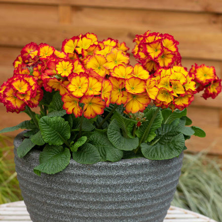 Polyanthus Plant 'Showstopper Fire Dragon'