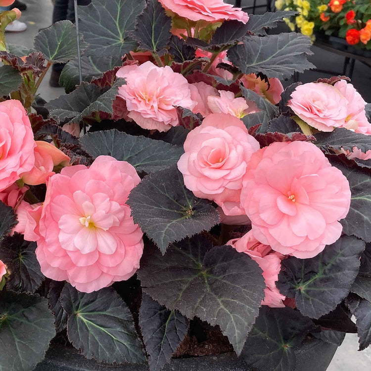 Begonia Plant 'Non Stop Mocca Light Pink Shades'