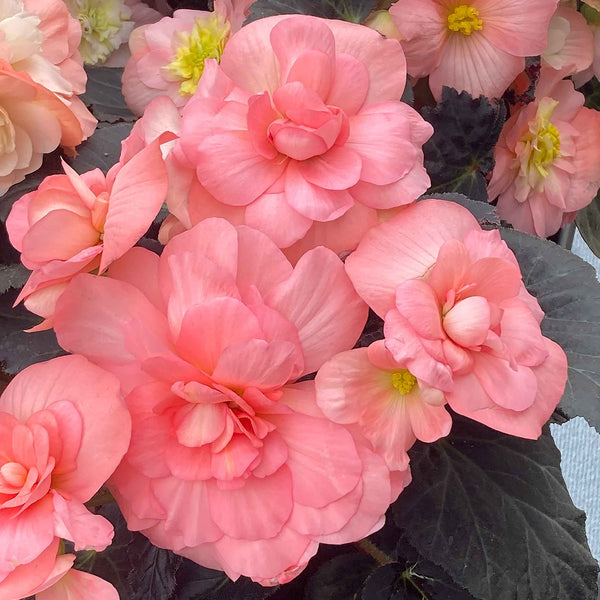 Begonia Plant 'Non Stop Mocca Light Pink Shades'