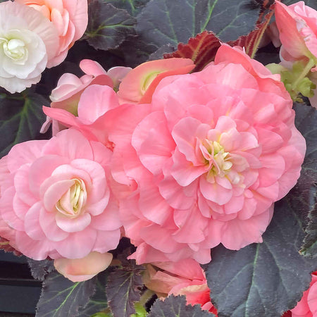 Begonia Plant 'Non Stop Mocca Light Pink Shades'